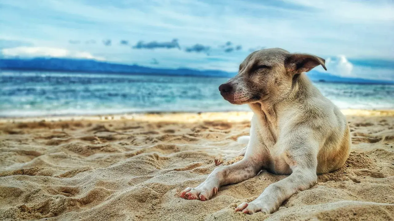Un cane rilassato sulla sabbia, con il mare e le montagne sullo sfondo. Un'immagine perfetta per le spiagge per cani in Puglia.