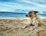 Un cane rilassato sulla sabbia, con il mare e le montagne sullo sfondo. Un'immagine perfetta per le spiagge per cani in Puglia.