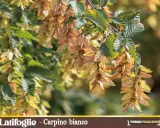 Carpino bianco, tra le piante tipiche pugliesi, con i suoi frutti alati che ondeggiano al vento.