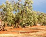 Antichi ulivi secolari del Salento, con tronchi nodosi e chiome rigogliose, si stagliano su un terreno arido e rossastro sotto un cielo azzurro.