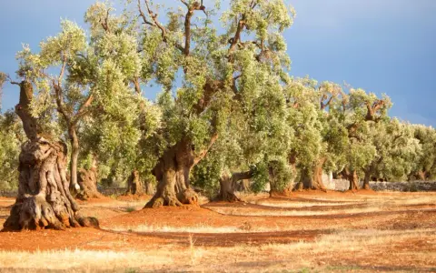 Antichi ulivi secolari del Salento, con tronchi nodosi e chiome rigogliose, si stagliano su un terreno arido e rossastro sotto un cielo azzurro.