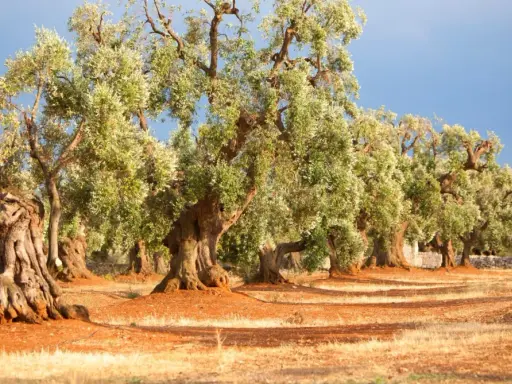 Antichi ulivi secolari del Salento, con tronchi nodosi e chiome rigogliose, si stagliano su un terreno arido e rossastro sotto un cielo azzurro.