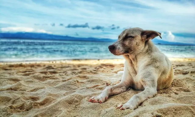 Un cane rilassato sulla sabbia, con il mare e le montagne sullo sfondo. Un'immagine perfetta per le spiagge per cani in Puglia.