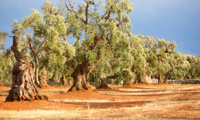 Antichi ulivi secolari del Salento, con tronchi nodosi e chiome rigogliose, si stagliano su un terreno arido e rossastro sotto un cielo azzurro.