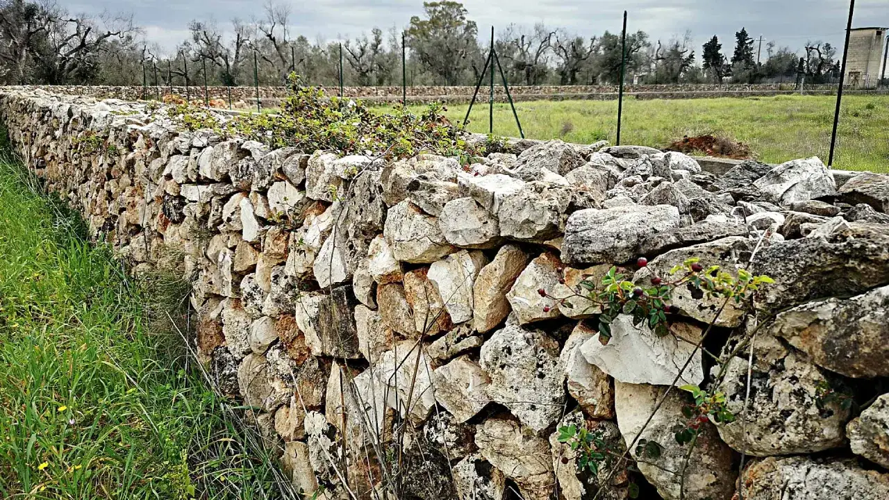 Muro a secco in pietra calcarea tipico della pianura salentina, con erba verde e alberi spogli sullo sfondo.