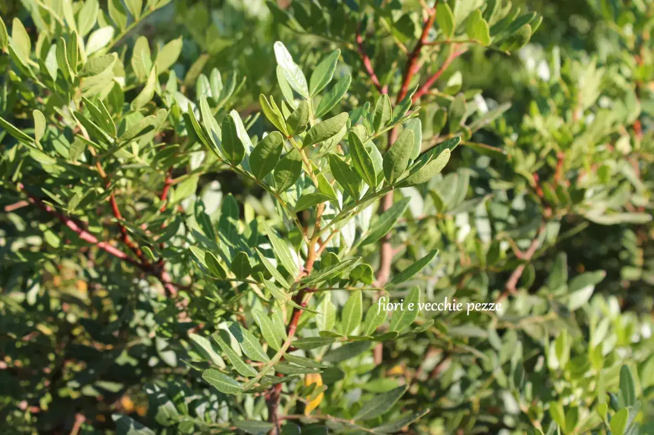 Rami verdi e rossastri di piante tipiche pugliesi, con foglie lanceolate illuminate dal sole.