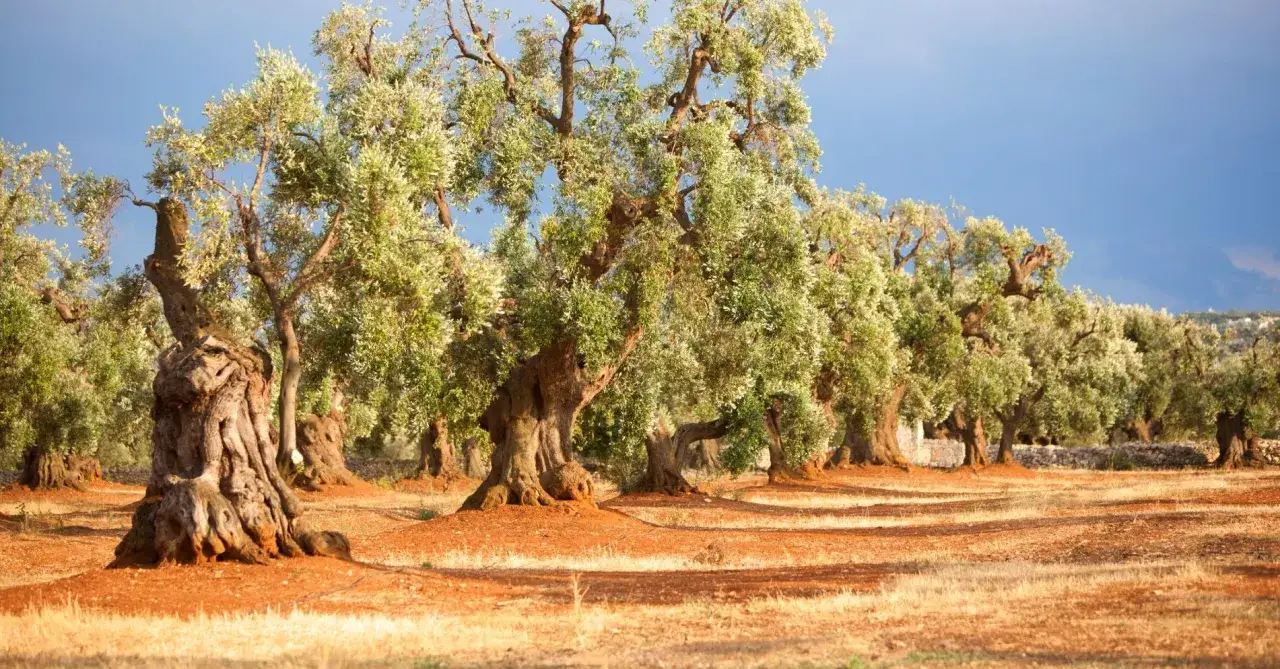Antichi ulivi del Salento si ergono su un terreno rossastro, sotto un cielo azzurro.