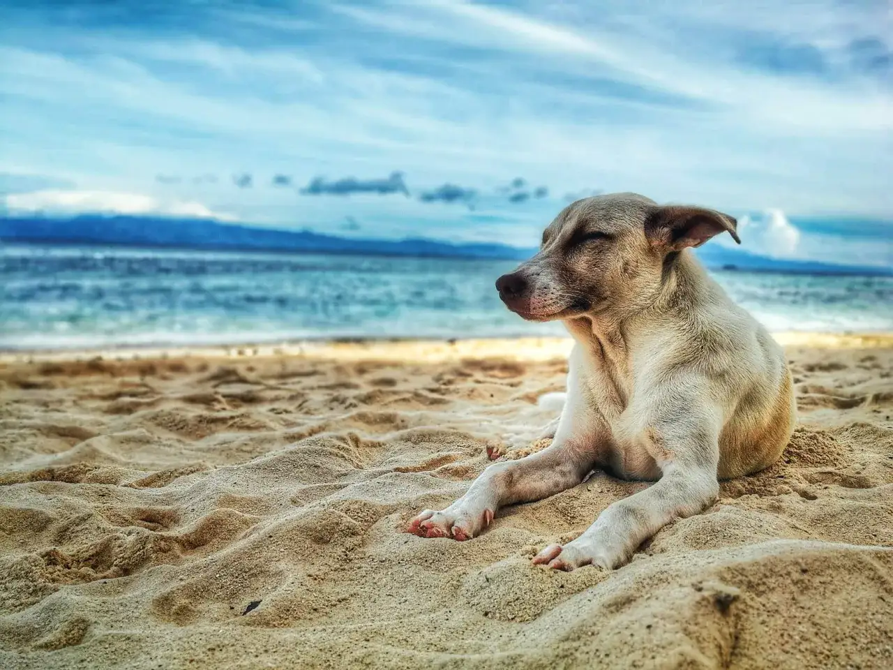 Un cane rilassato su una spiaggia sabbiosa, con il mare e le montagne sullo sfondo. Un'immagine perfetta per chi cerca spiagge per cani in Puglia.